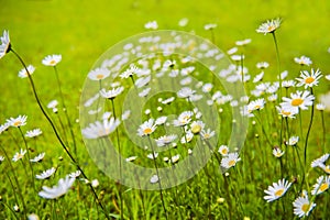 White daisy flowers against a green grass