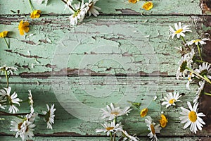 White Daisy Flowers Background