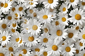 White Daisy Flowers Background