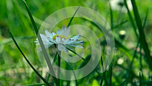 White daisy flowers on a background of green grass.