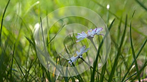 White daisy flowers on a background of green grass.