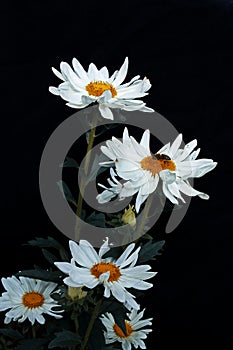 White daisy flowers on black background