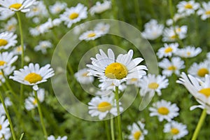White daisy flowers blooming in spring