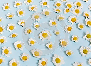 White Daisy Flowers on Blue Background