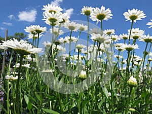 White Daisy Flowers and Blue Sky in Summer