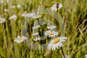 White daisy flowers and lonely grass with a blurred background covered with drops of dew on a green meadow in the early sunny