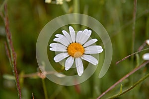 White daisy flowers on blurred green grass background