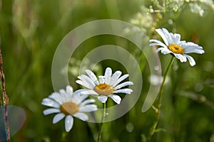 White daisy flowers on blurred green grass background