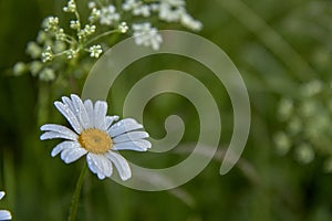 White daisy flowers on blurred green grass background