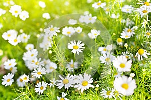 White daisy flowers on blurred green grass and sunlight background close up, chamomile flower blossom meadow on summer sunny day