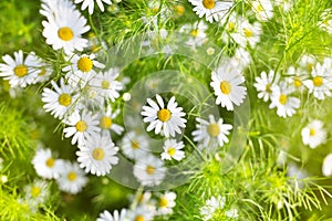 White daisy flowers on blurred green grass and sunlight background close up, chamomile flower blossom meadow on summer sunny day