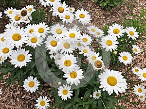 White daisy flowers in a bunch