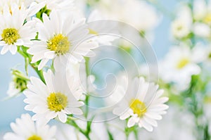 White daisy flowers