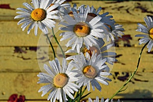 White daisy flowers with drops of water on yellow background