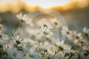 White daisy flowers in early morning sunlight