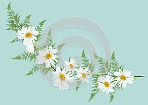 White daisy flowers with fern for frame or background vector