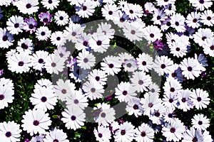 White daisy flowers field African daisy or Osteospermum ecklonis or Cape marguerite. Top view/flat lay