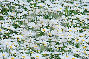White daisy flowers field Bellis perennis