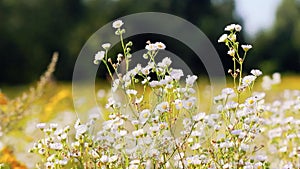 White daisy flowers field meadow in sunset lights. Field of white daisies in the wind swaying