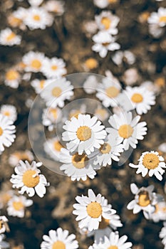 White daisy flowers, Flat Lay.