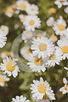 White daisy flowers, Flat Lay.