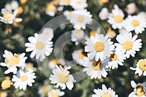 White daisy flowers, Flat Lay.