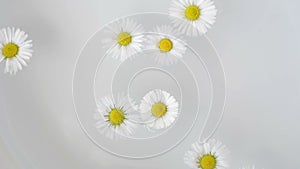 White Daisy Flowers floating in water and rotate