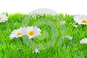 White daisy flowers on grass