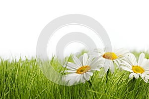 White daisy flowers in green grass