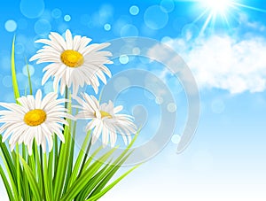 White daisy flowers and green grass