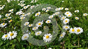 White daisy flowers with green grass