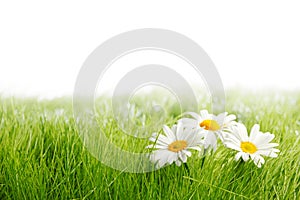 White daisy flowers in green grass