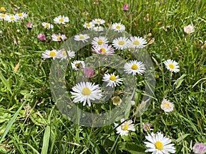 White Daisy Flowers in Green Grass