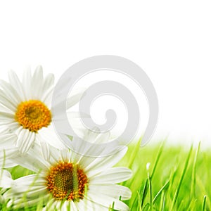 White daisy flowers in green grass