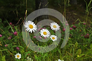 White daisy flowers in green grass on a summer meadow