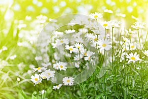 White daisy flowers on green grass and sun lit blurred background close up, chamomile field on sunny summer day, camomile blossom