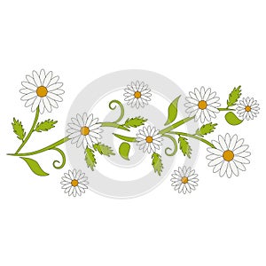 White daisy flowers and green vines. Chamomile flower.