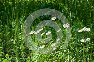 White daisy flowers grow in the forest. Against the background of green plants and grass.