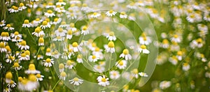 White daisy flowers grow in spring garden, beautiful selective art focus