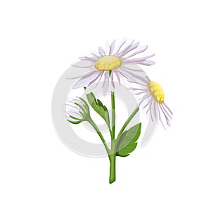 White daisy flowers, isolated spring and summer bouquet with meadow chamomiles bunch