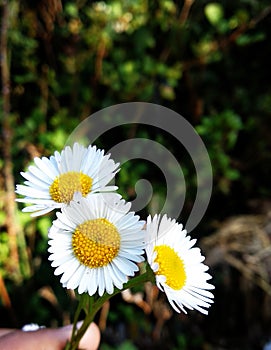 White Daisy Flowers Looking so pretty and dashing