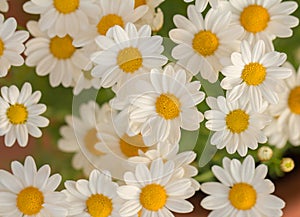 White daisy flowers macro