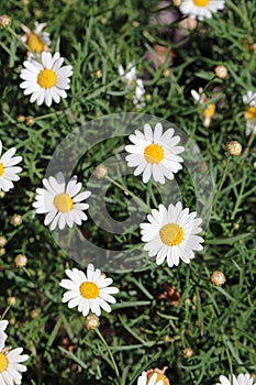 White Daisy Flowers on a Meadow in Madeira