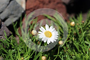 White Daisy Flowers on a Meadow in Madeira