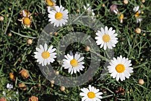 White Daisy Flowers on a Meadow in Madeira