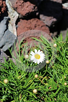 White Daisy Flowers on a Meadow in Madeira