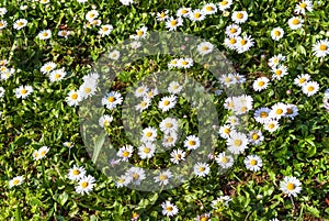 White Daisy flowers on meadow on spring sunny day