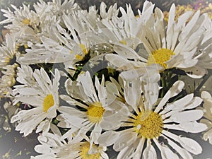 White daisy flowers in the morning