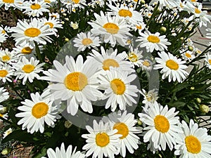 White Daisy Flowers in Spring in May