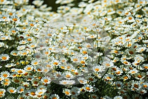 White daisy flowers in the summer sunshine